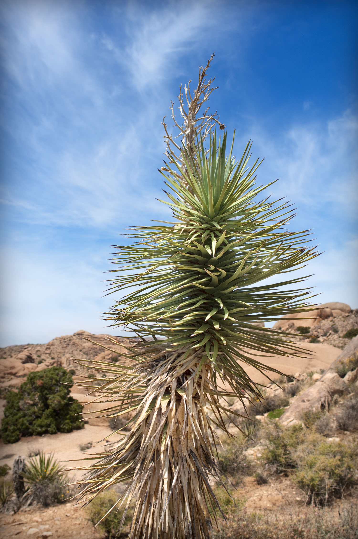 2010-05-27-JoshuaTree_-80-Edit.jpg
