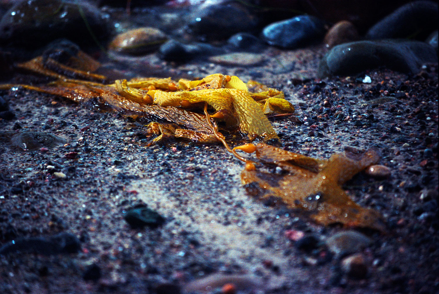 seaweed.jpg