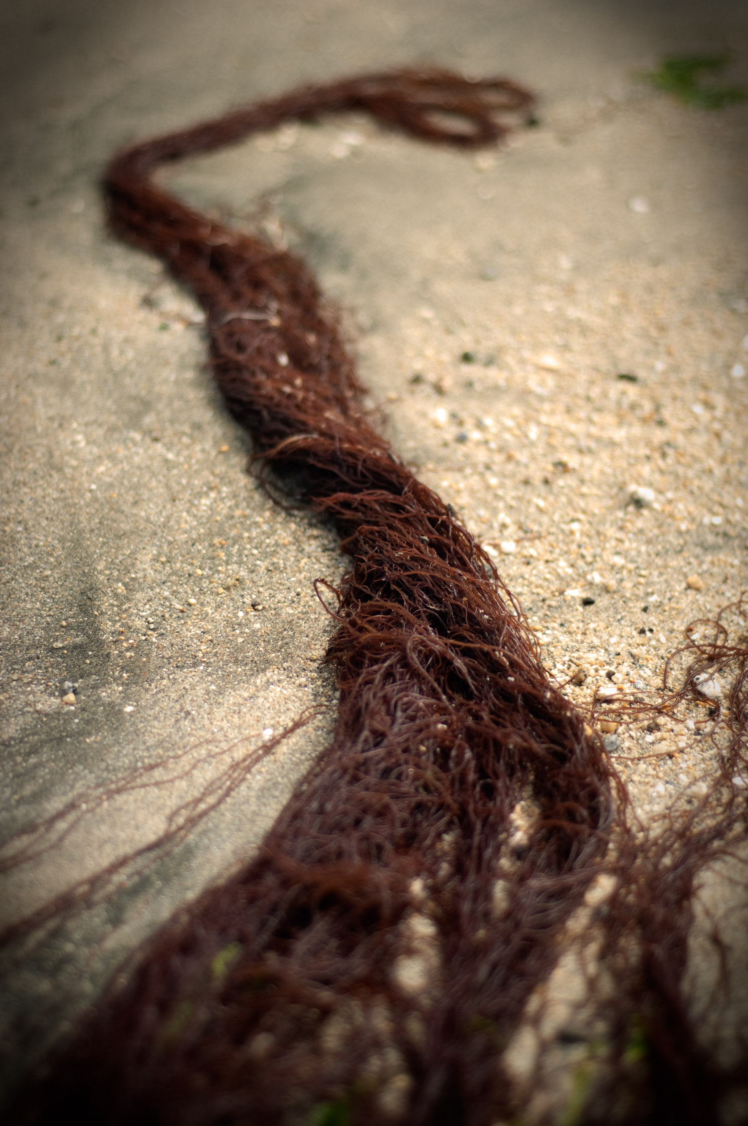 2010-09-03-PrincetonHarbor-99-Edit.jpg