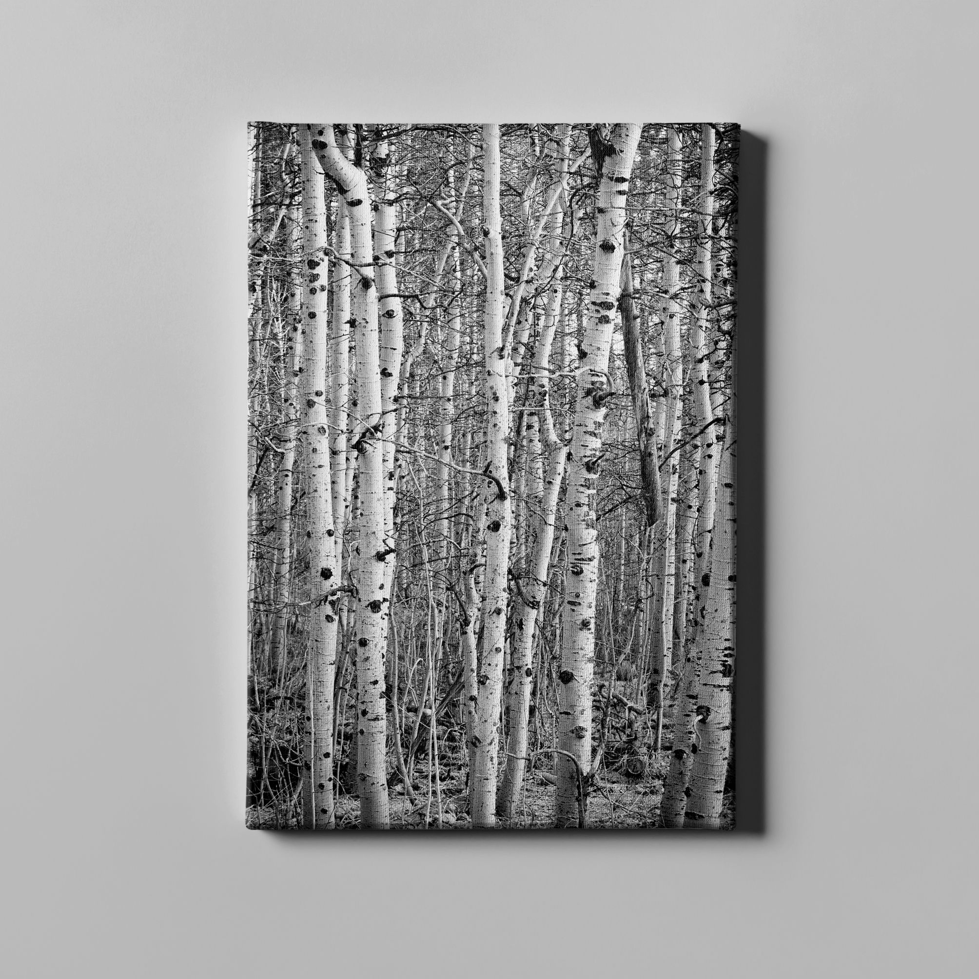 Aspens