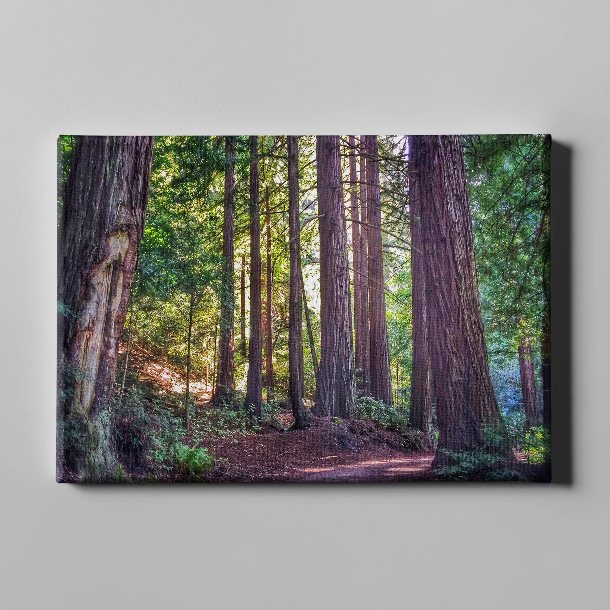 Redwoods