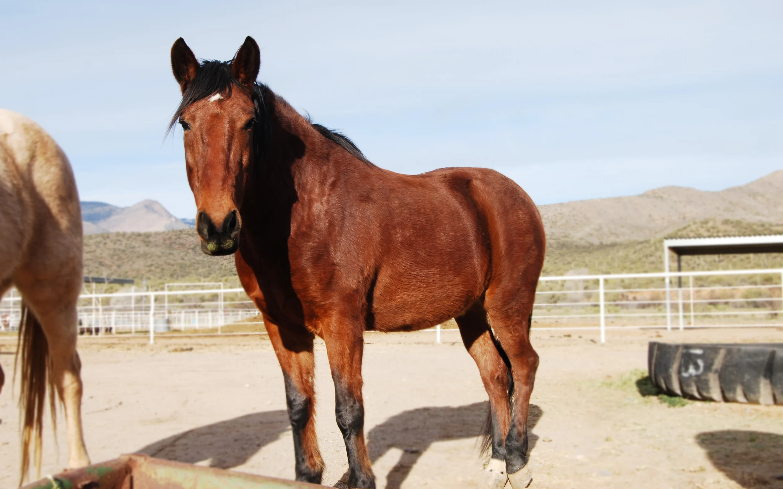 Wilbur - Retired