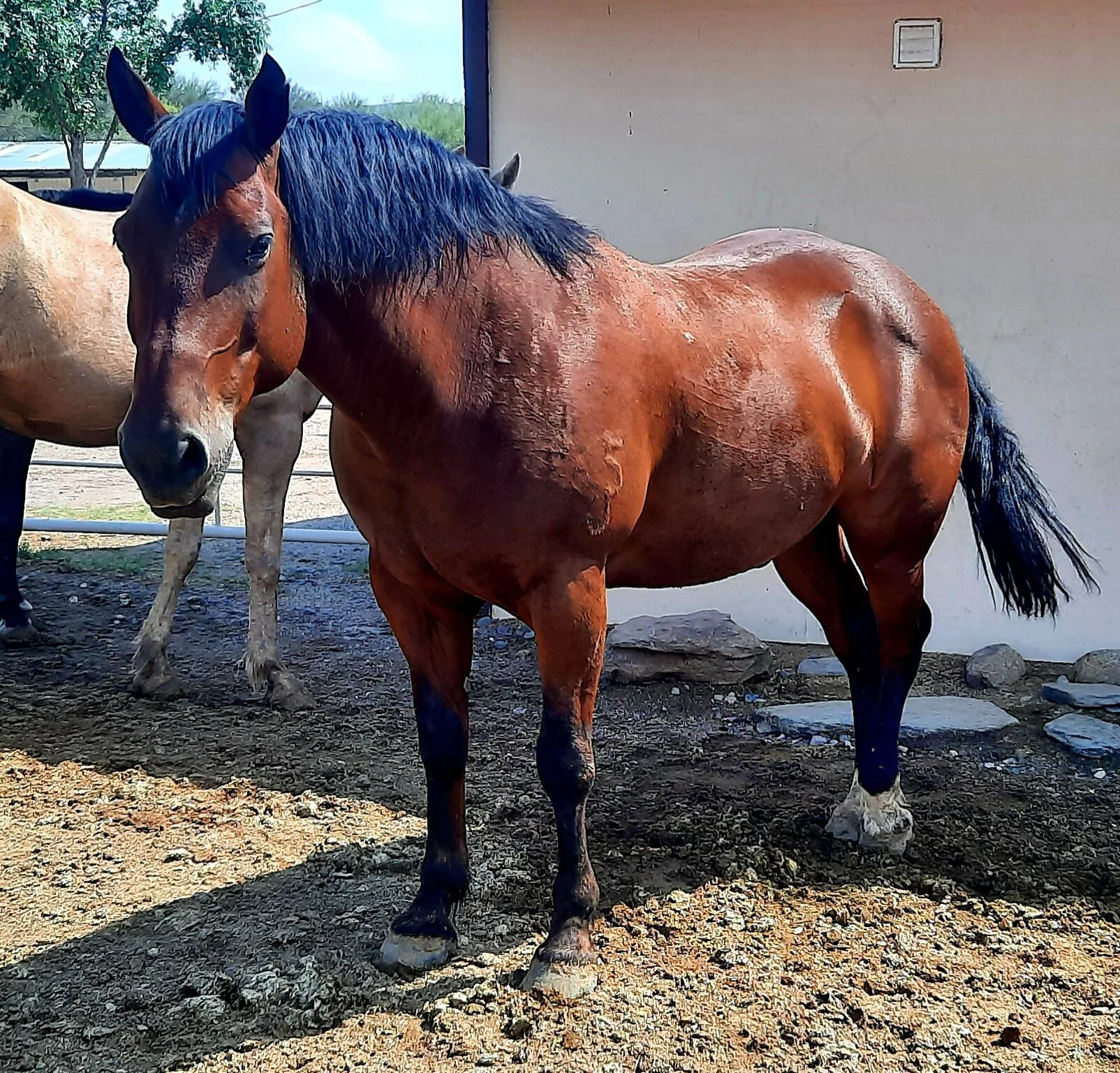 Brownie aka Grumpy Pants