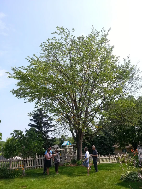 Standing in the shade of our American Elm after Adam’s baptism in July 2014, days before its removal in July of 2014. .