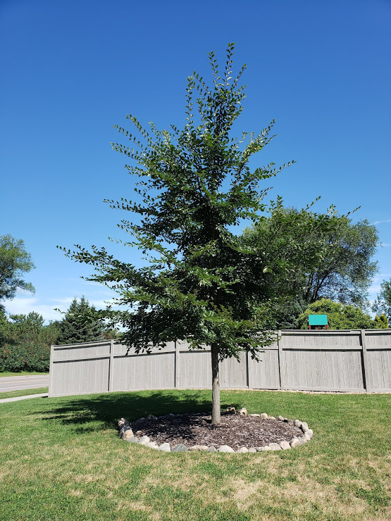 My Accolade Elm, circled by stones from my Grandmother’s farm.