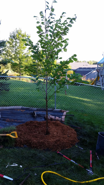 Freshly planted “Princeton” American Elm. .