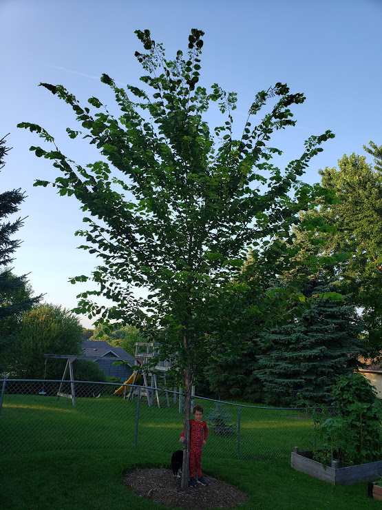 Adam and Ike enjoy standing under our elm in July 2019. As you can see, American Elms have an incredible growth rate.