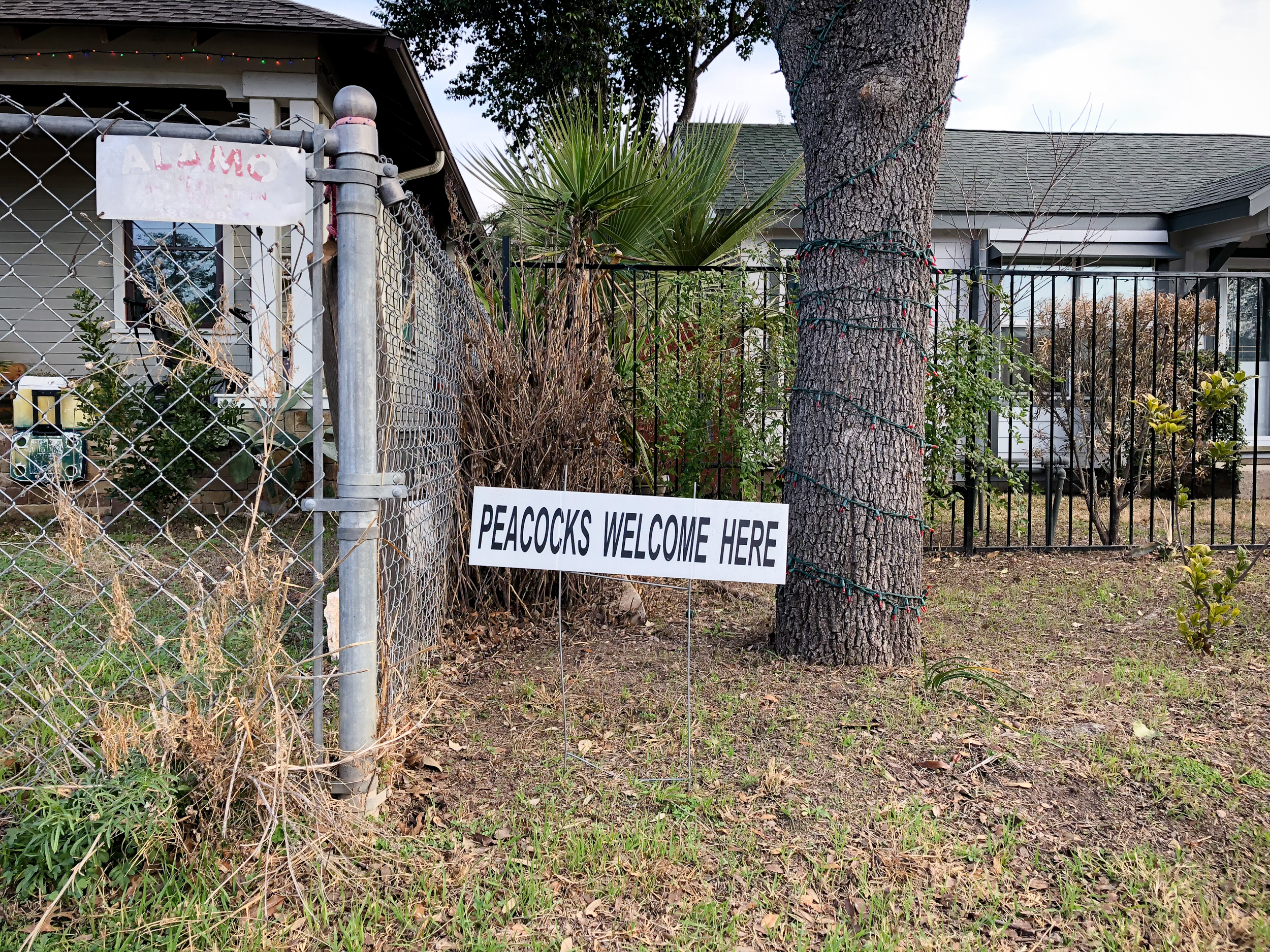 These signs were all over the Bouldin neighborhood and they created some interesting conversation among the three of us. "What do you think this means?" ... "I think it means this neighborhood is accepting of all people." ... "Yea that sounds right." ... "Guys, I just Googled it, and it actually means peacocks are welcome here. Apparently some people don't like them." ... "Umm, they know peacocks can't read right?"