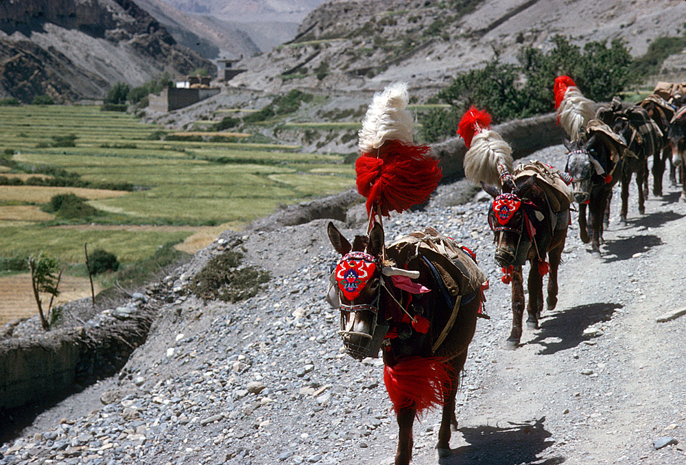 Nepal.Mustang.Tangbe.DonkeyCaravan.jpg