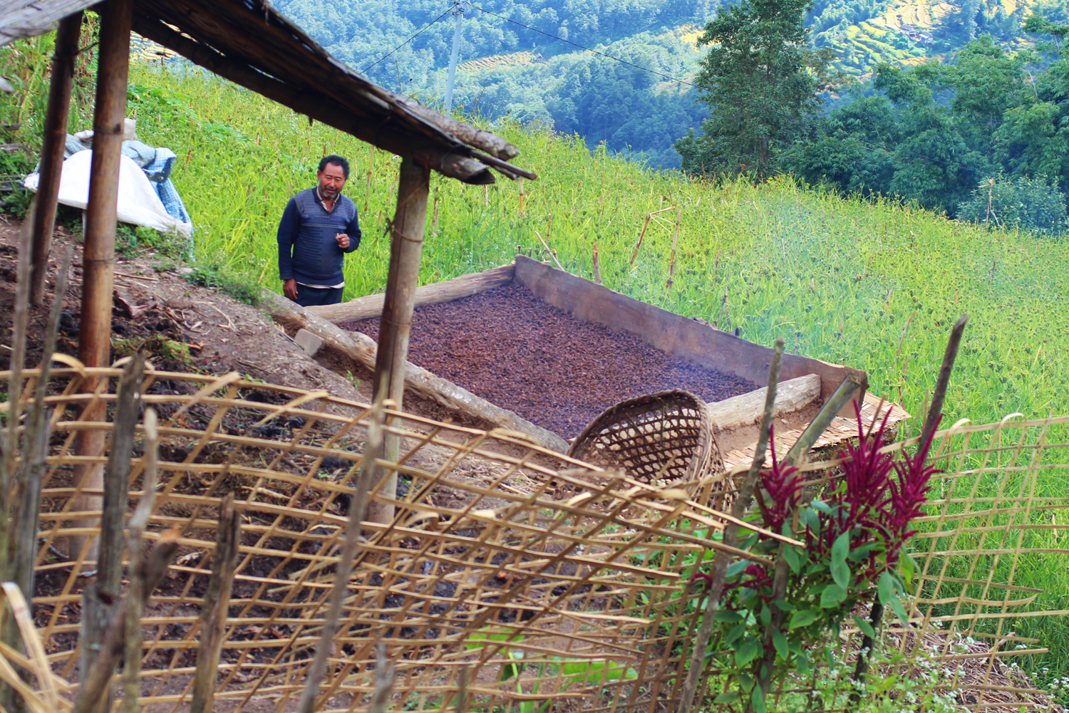 Nepal.EastNepal.Kube.CardamomHarvest.jpg