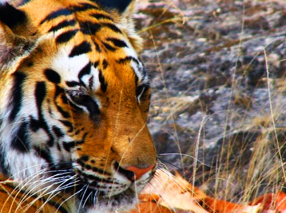 India.TigerFace.jpg