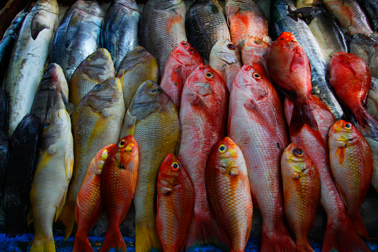 Cochin.Fish.jpg