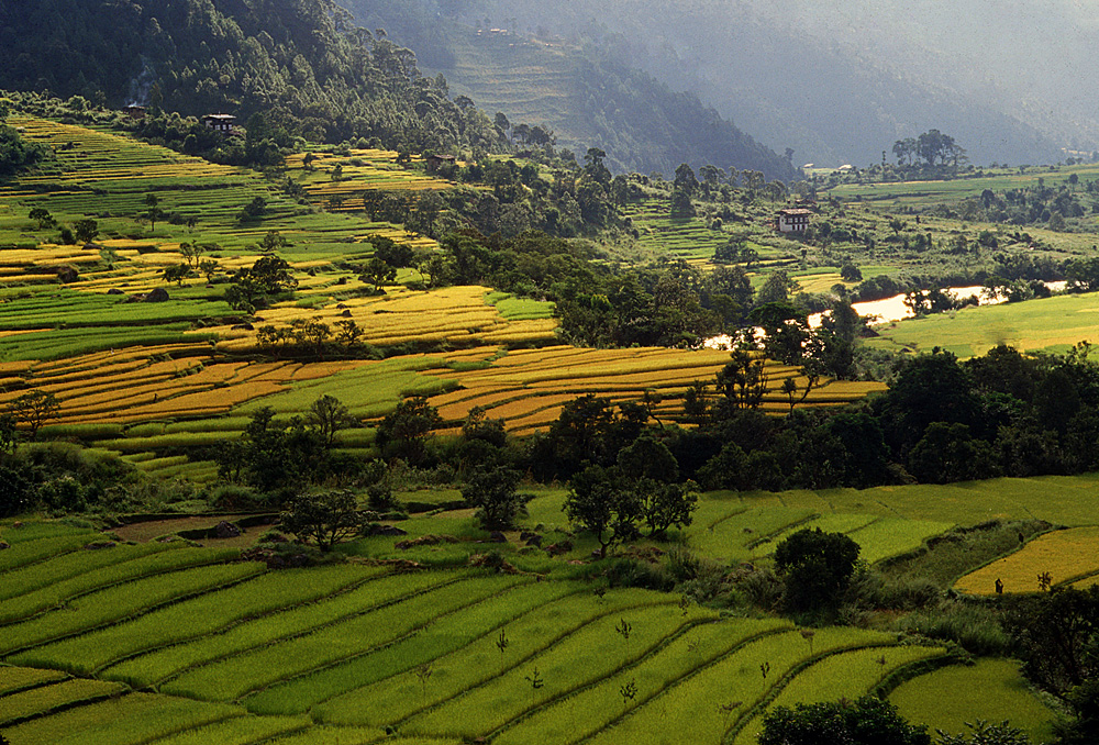 Bhutan.Punakha.Fields.jpg