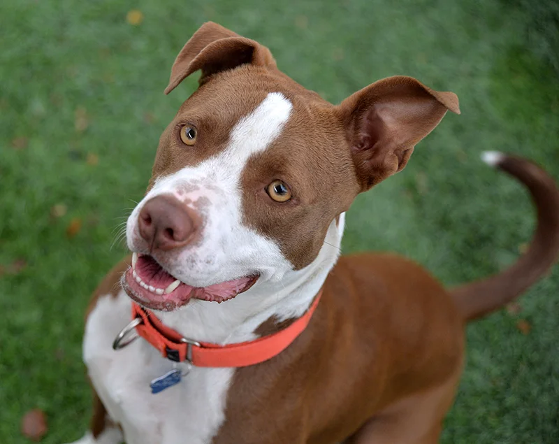 Daisy May Needs a Home