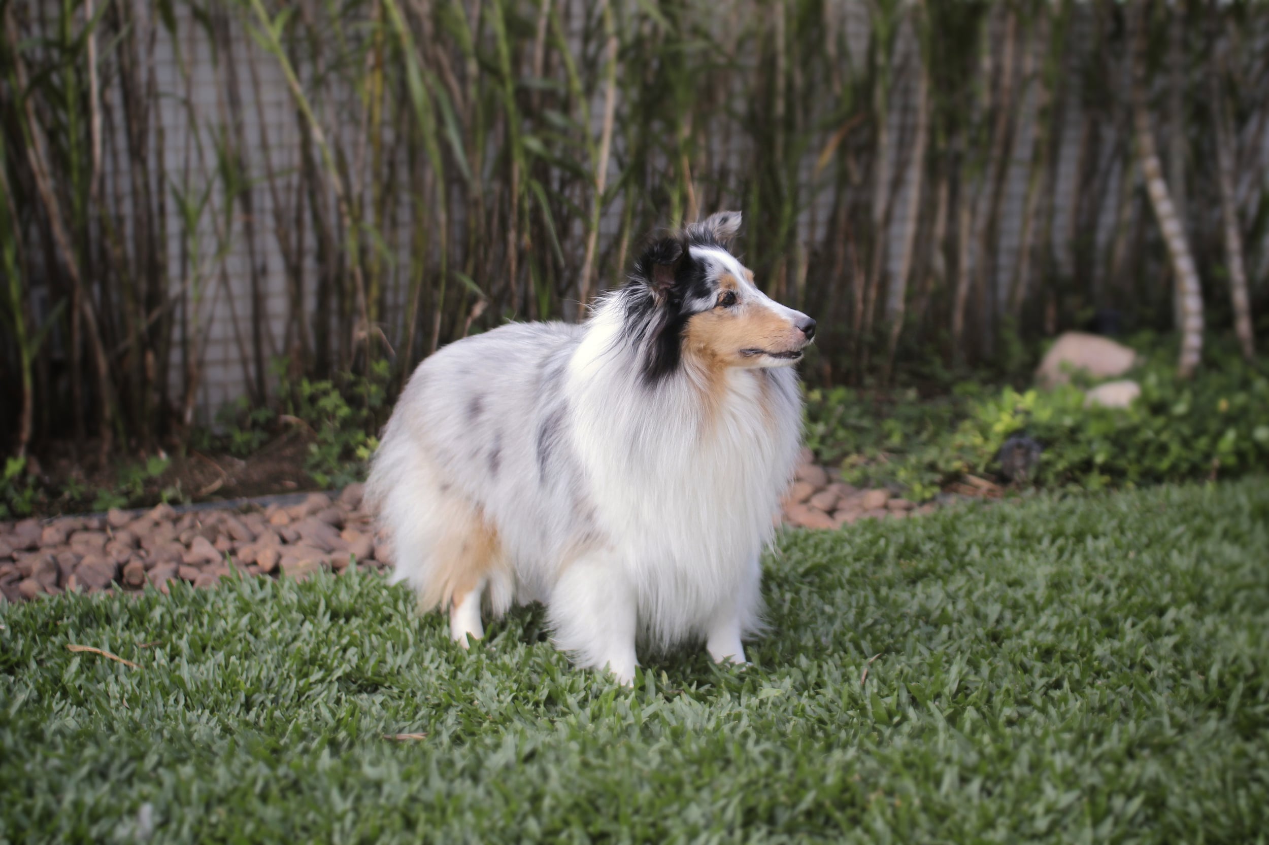 Pastor-de-shetland - Raças de Cães