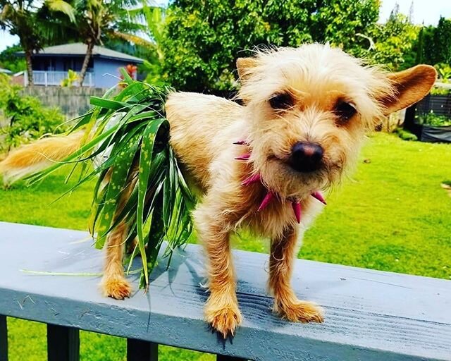 Aloha from our friend Lilo! Have a great day friends.