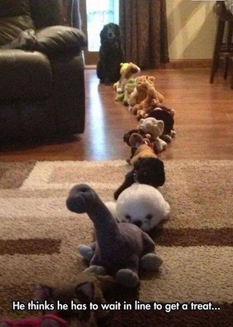 dog waiting in line for treat.jpg