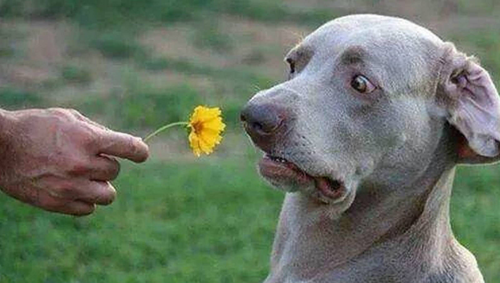 dog scared of flower.jpg