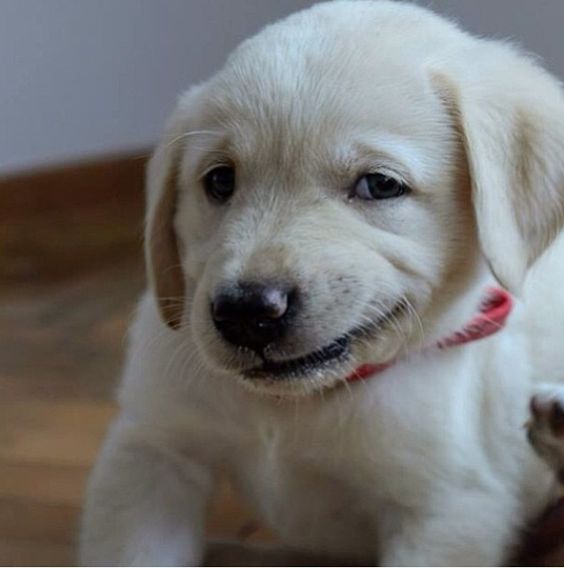 puppy smirk.jpg