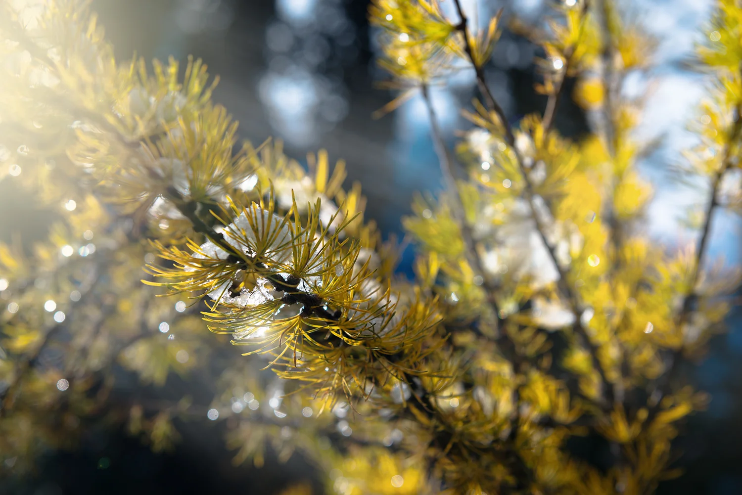 _DSC1964-edit-copy.jpg