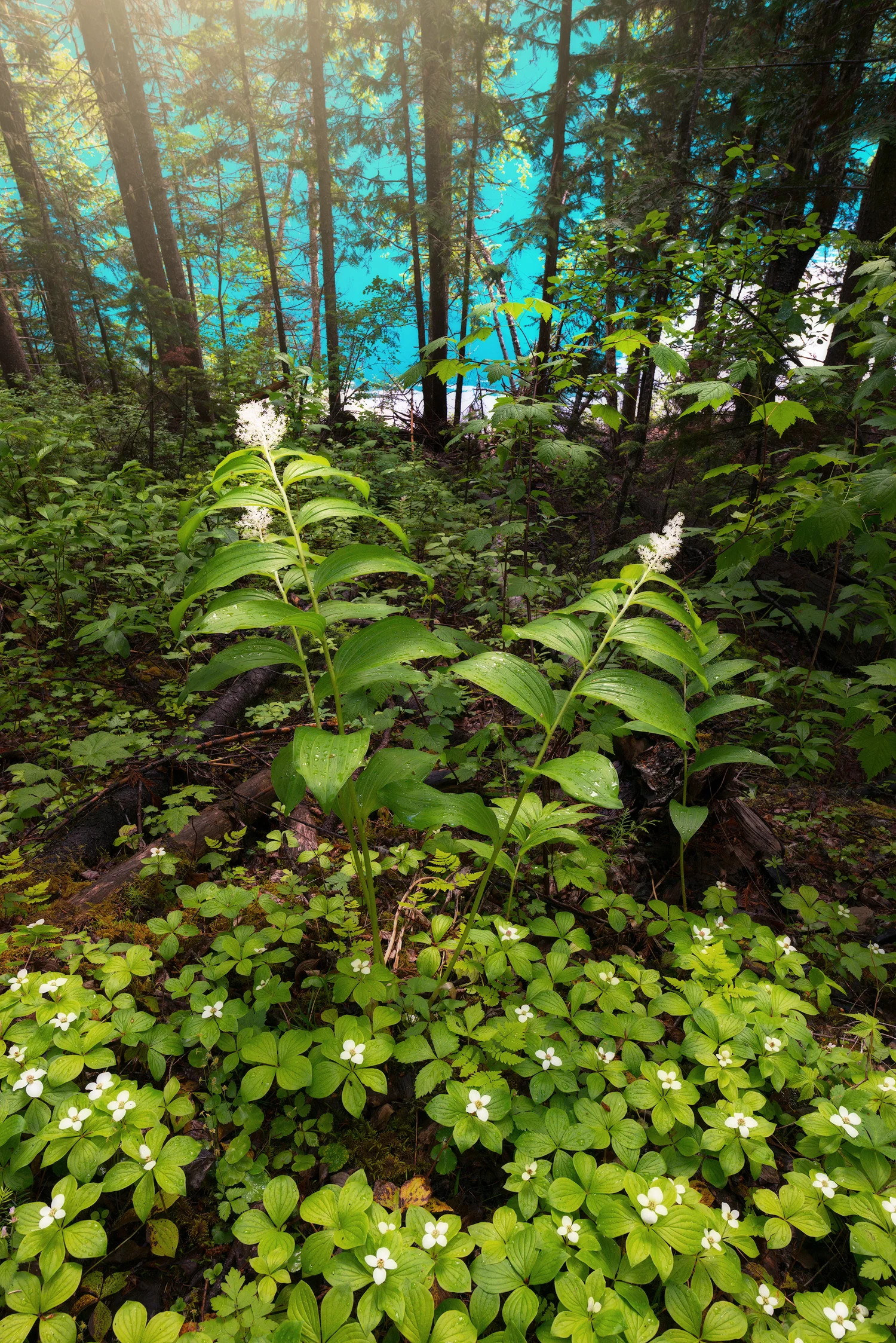 _DSC0453-edit1-copy3.jpg