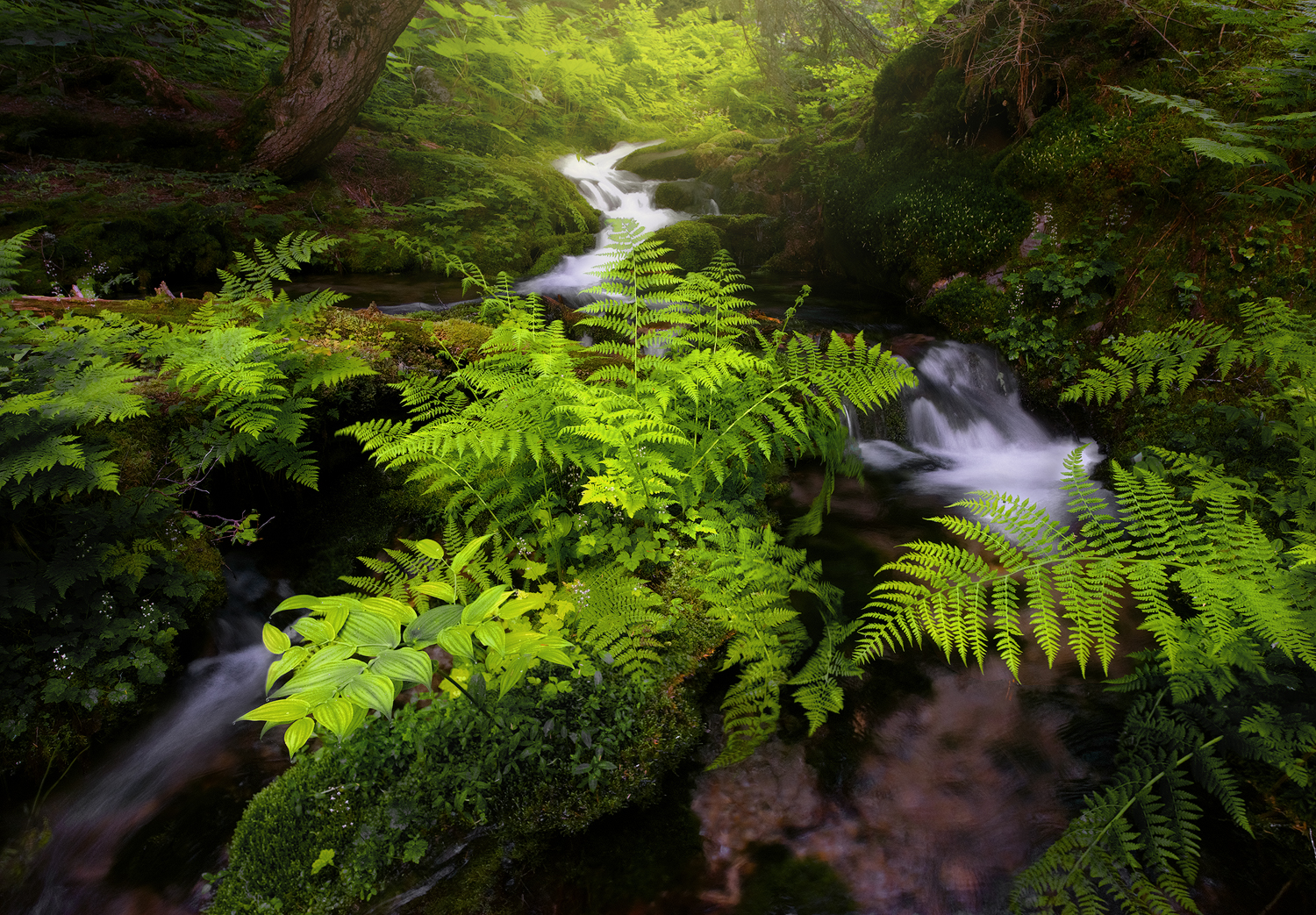 OUTBREAK OF SPRING GREENERY IN THE CANADIAN ROCKIES.