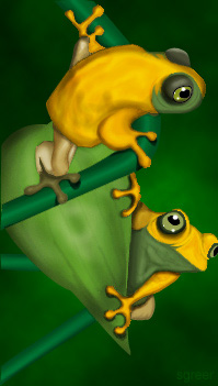 Happy Tree Frogs - Photoshop