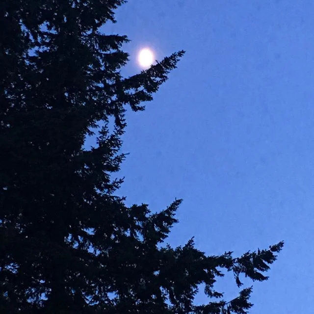 // JUNE MOON // 🌕 #fullmoon🌕 #moonvibes #lapisblue #twilight #junemoon #moon #pnw #moonphoto #pnwartist #seattlewashington #moonmeditation #trees #meditationinnature