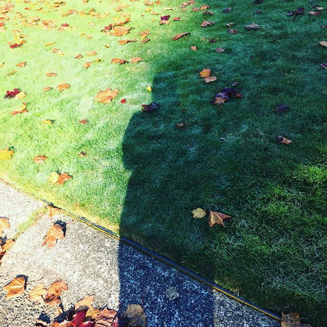 // A FADE-AWAY // A fading season and fading late day shadows.  #fallseason #autumnvibes🍁 #shadows #sunshine🌞 #leafdrop #shadowselfie #pacificnorthwest #seattle #seattleweather #happy