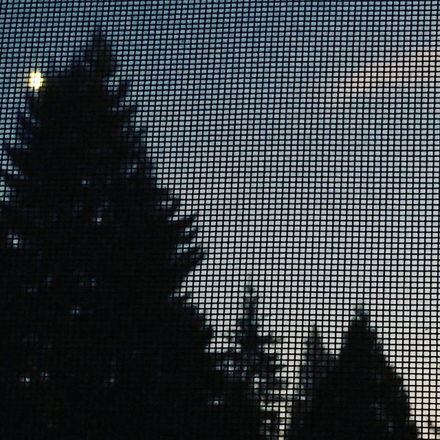 // LATE DAY MOON //
#screened #latedaymoon #moon #twilight #trees #pacificnorthwest #seattle #moonvibes #pnwartist