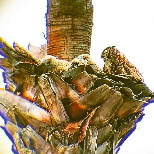 Happy Mothers Day to all including this Owl.  #dontuseratpoison