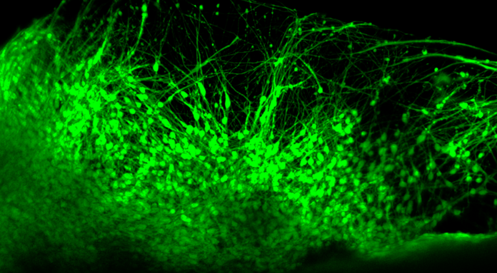 Screen Shot 2020-07-30 at 4.57.56 PM.png