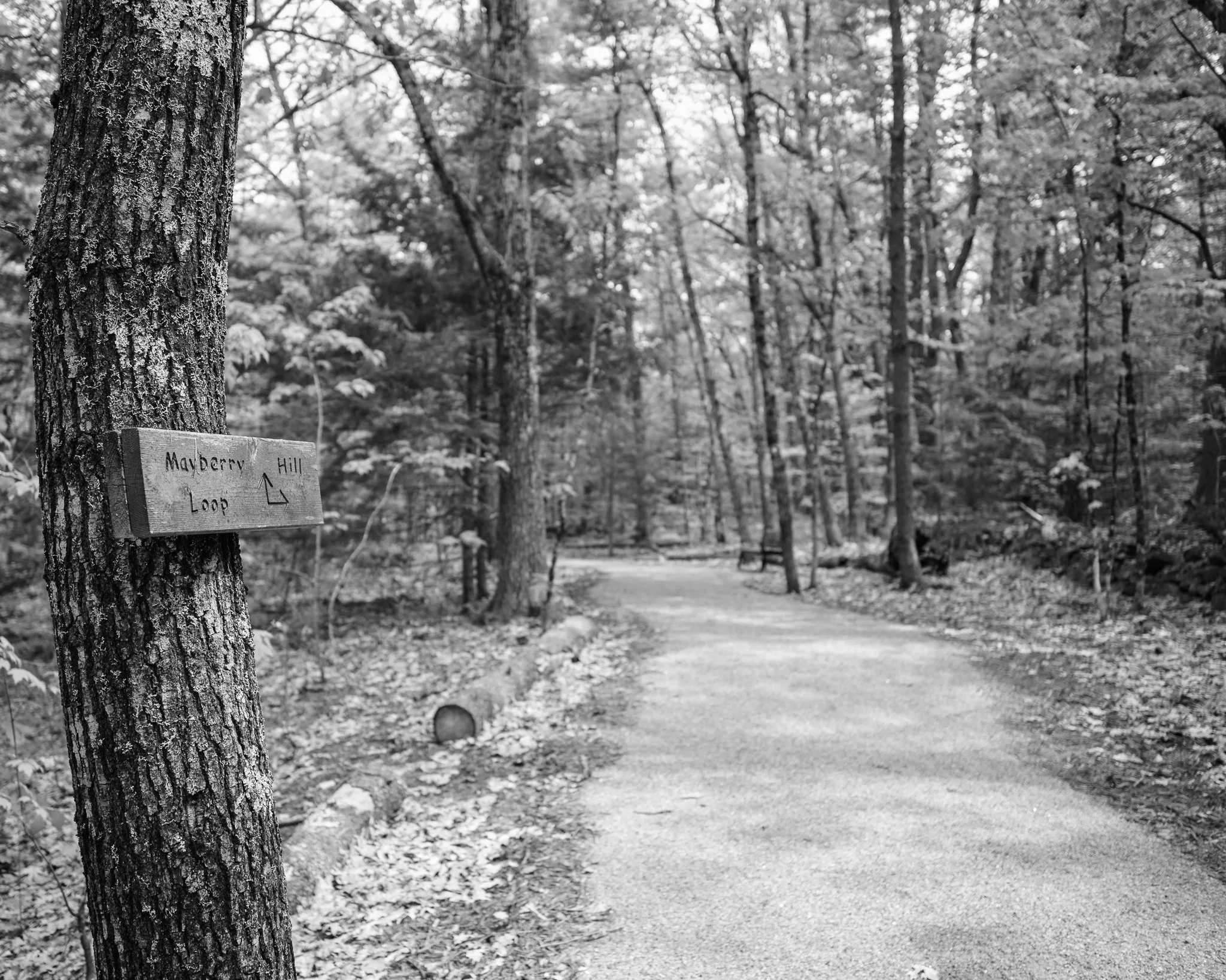 Mayberry Hill Loop