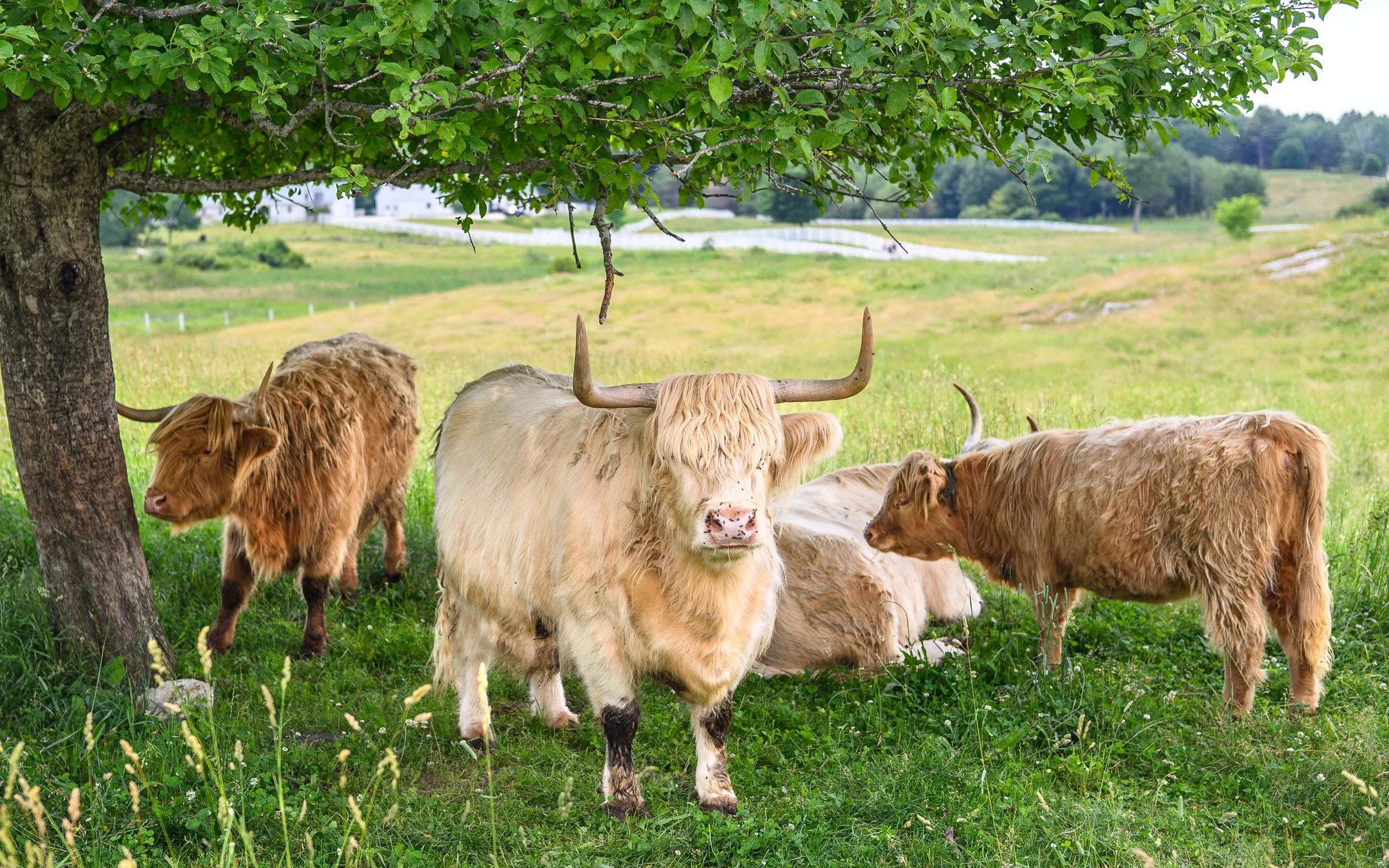 Highland Cattle