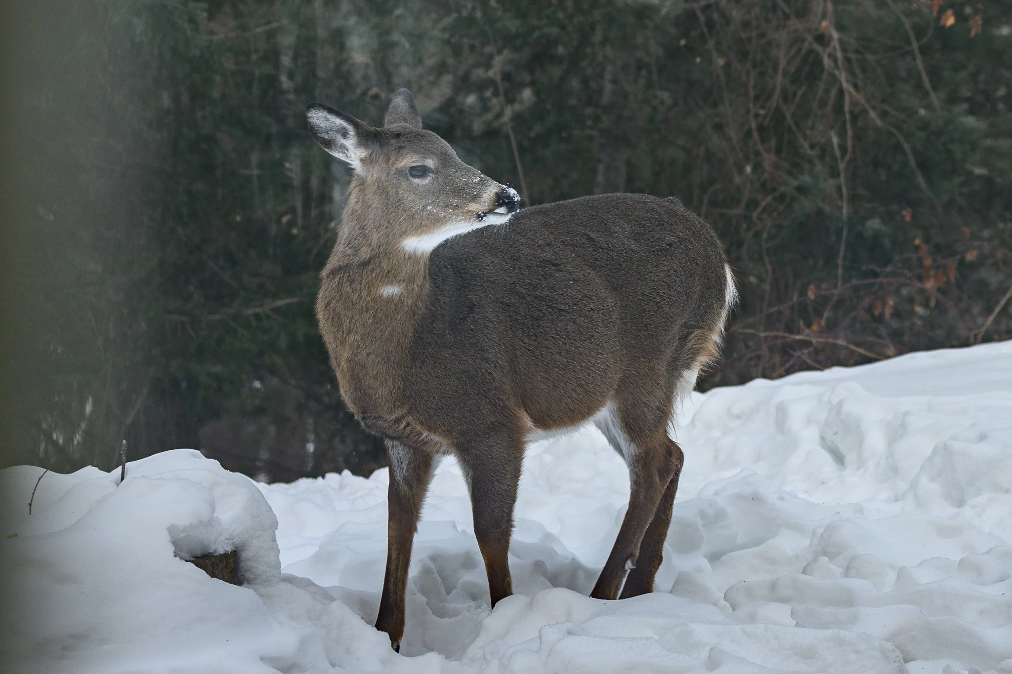 A Quiet Morning Visitor