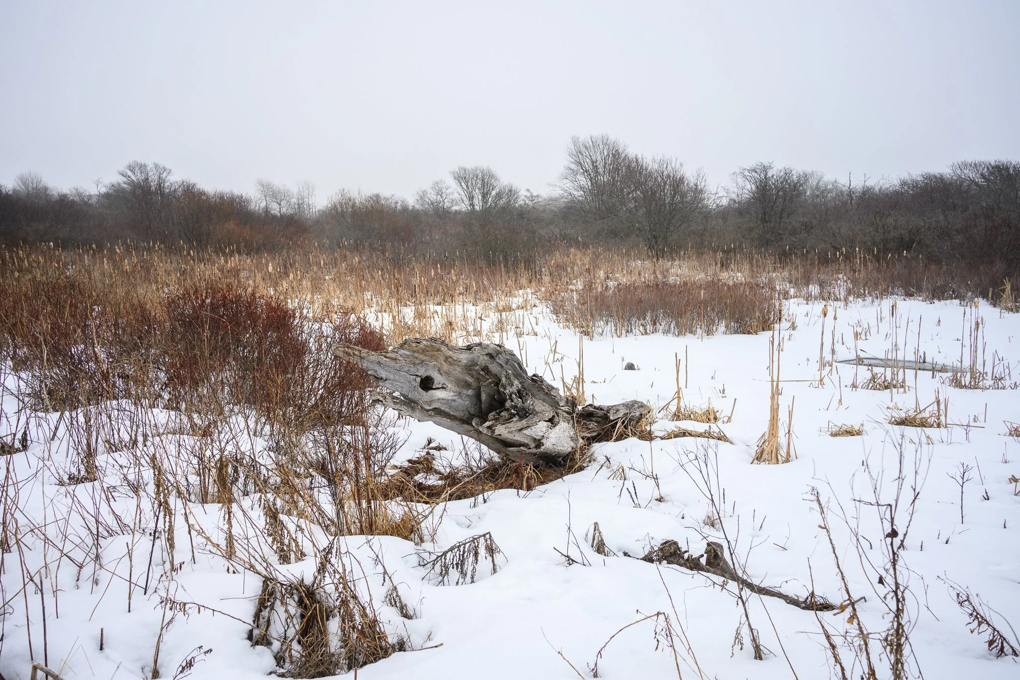 Cape Elizabeth Kettle Cove