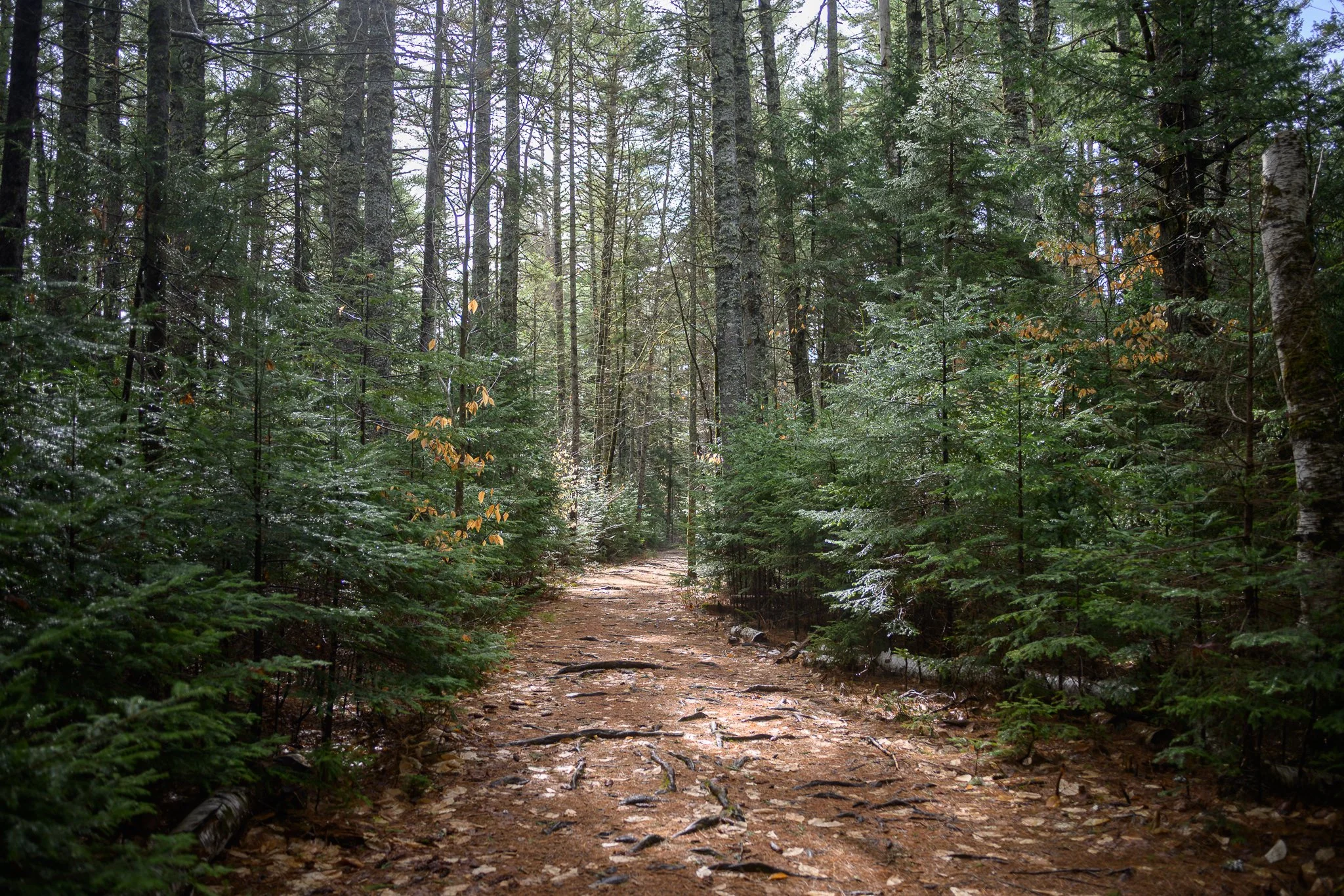 Hedgehog Mountain - Albany, New Hampshire