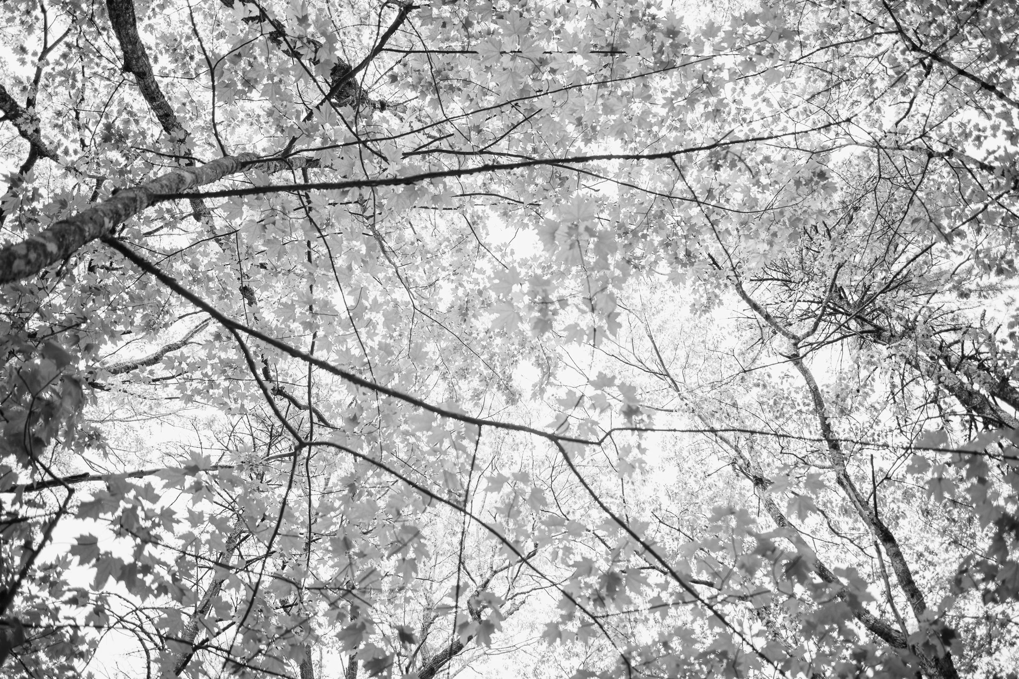 Mayberry Hill Preserve