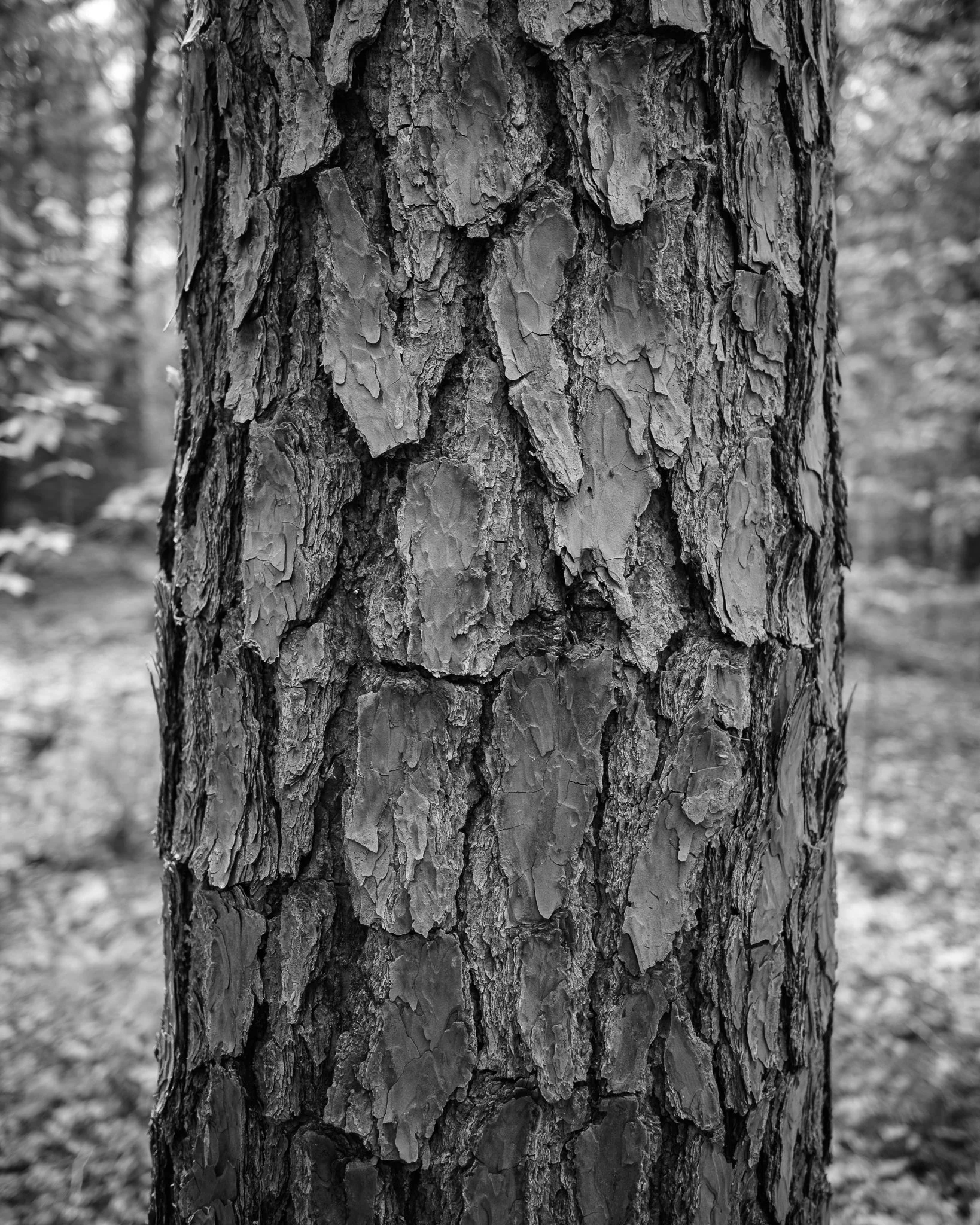 Mayberry Hill Preserve