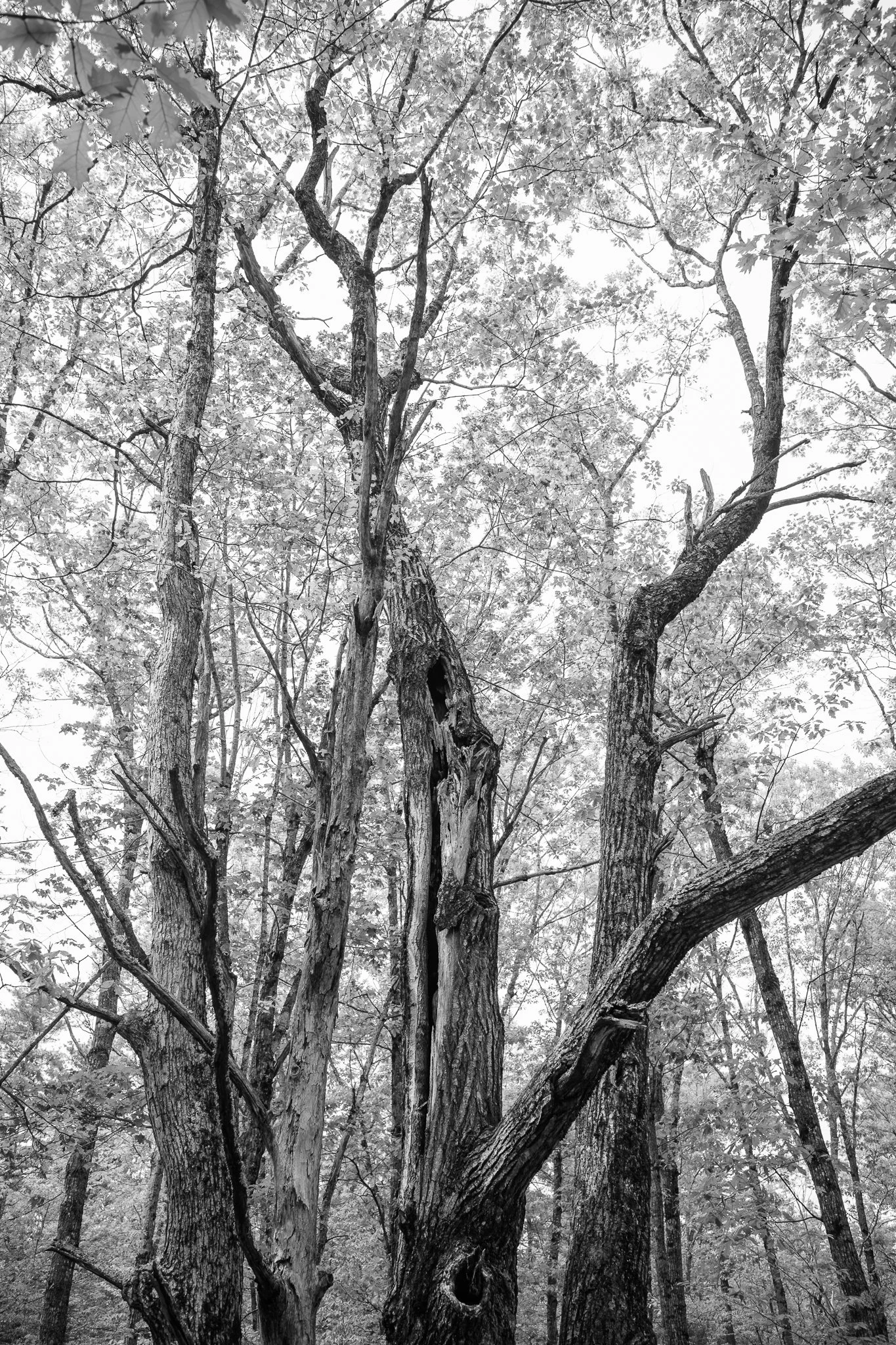 Mayberry Hill Preserve