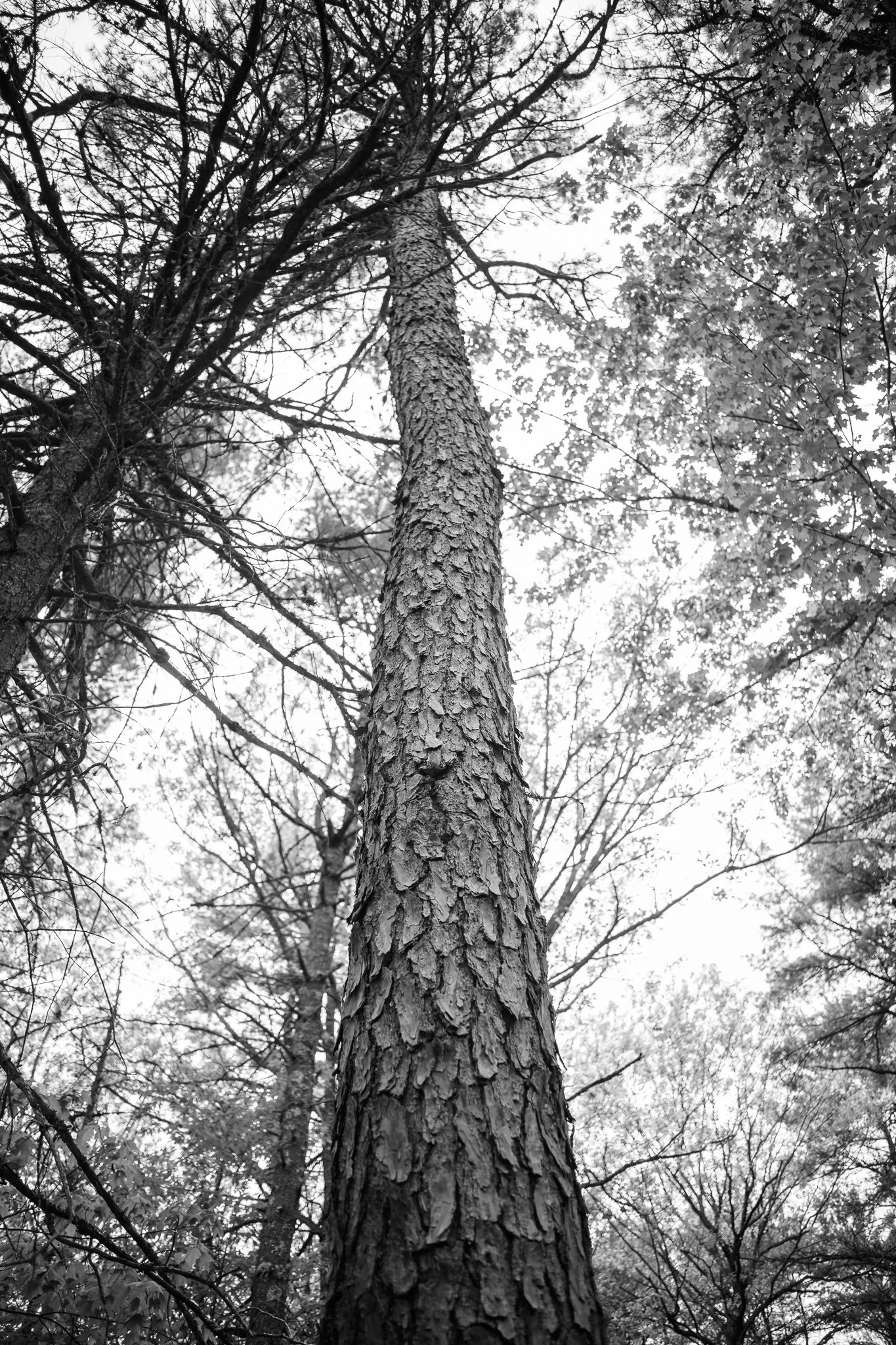 Mayberry Hill Preserve