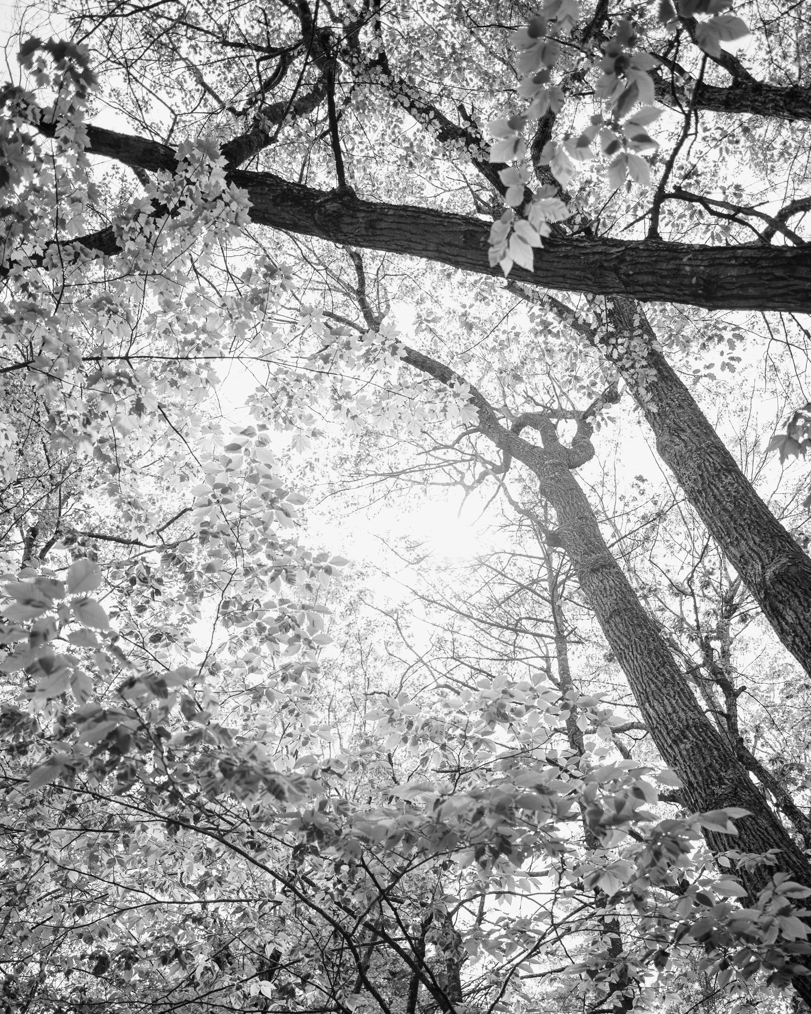 Mayberry Hill Preserve Trees