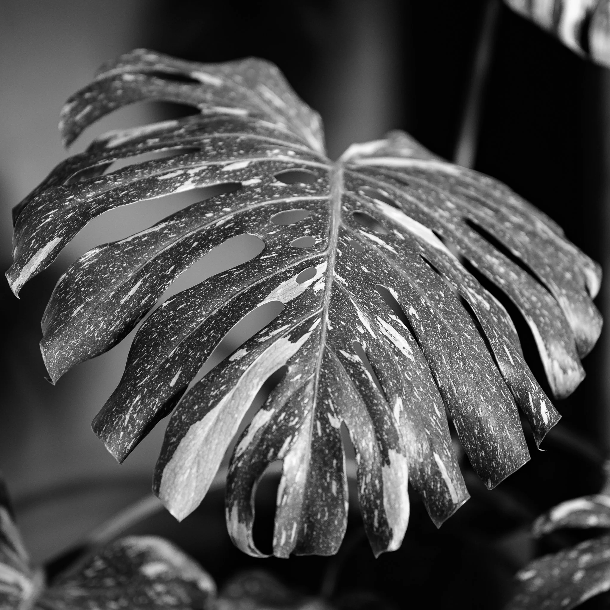 Plant Photography