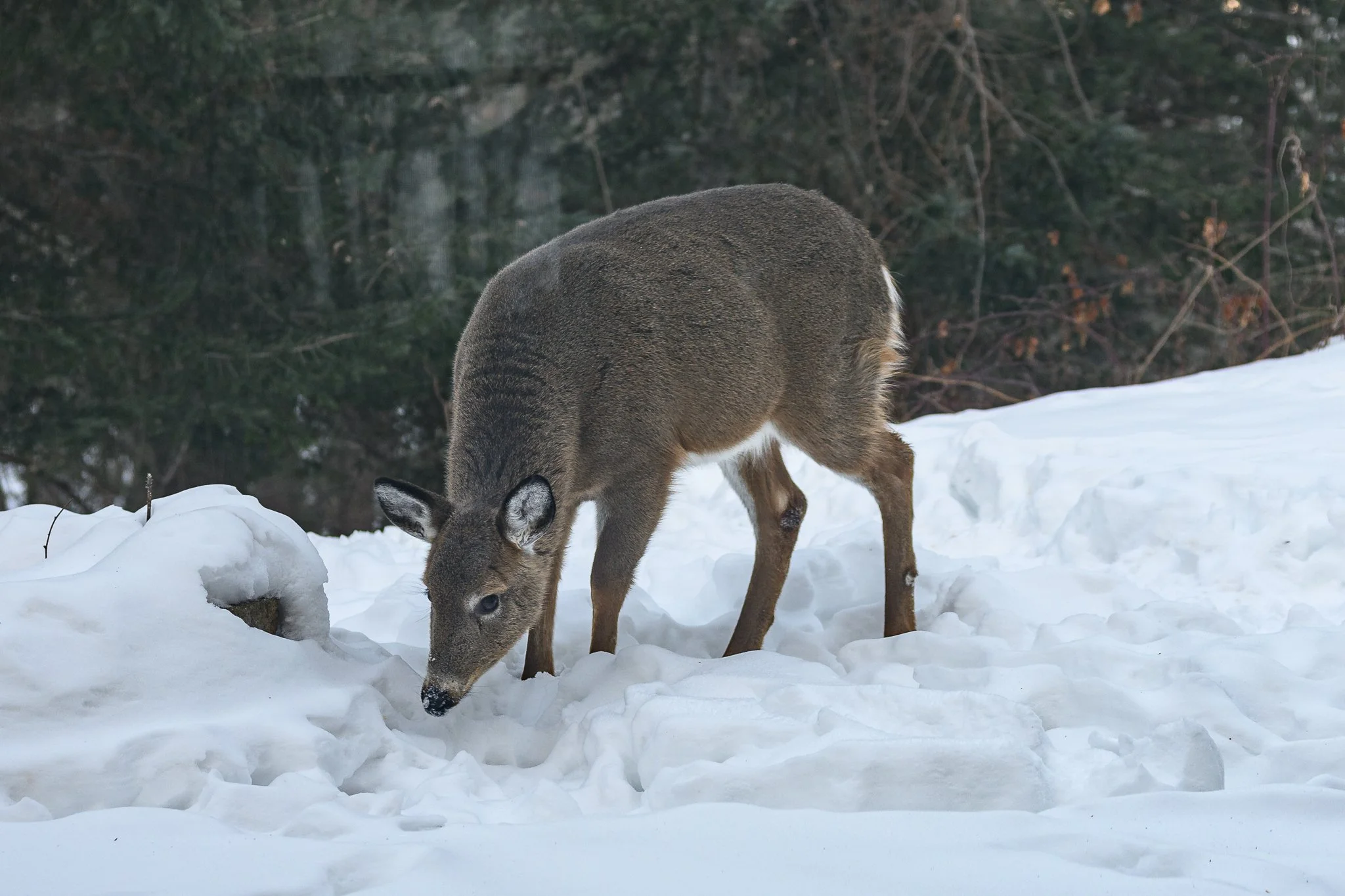 Maine Deer
