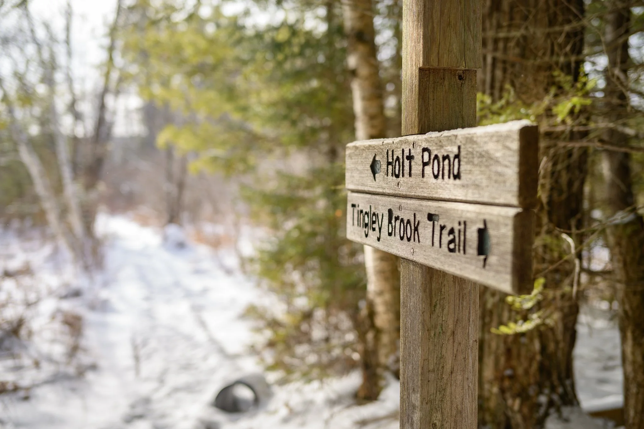 Holt Pond Preserve