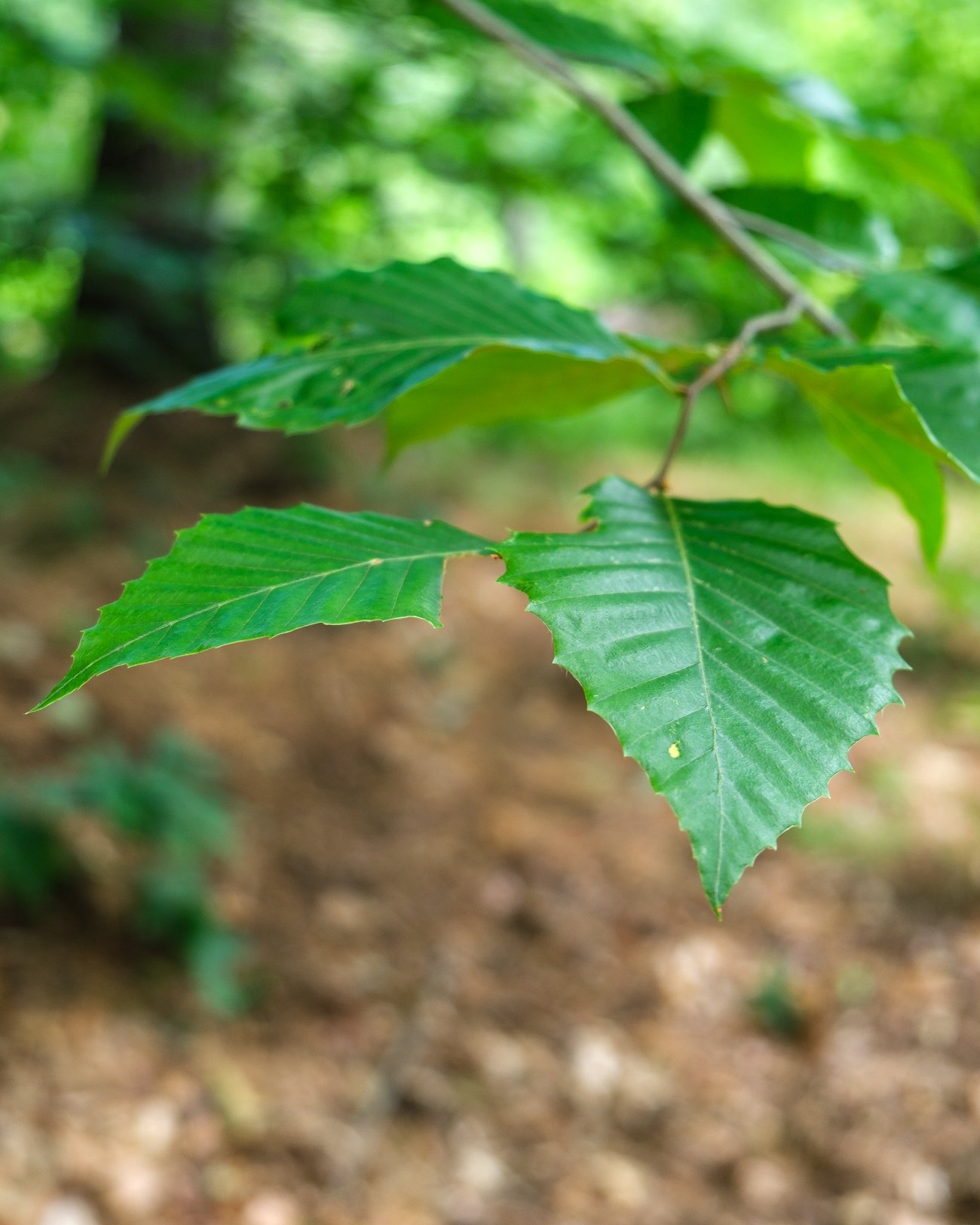 Edes Falls Naples Maine