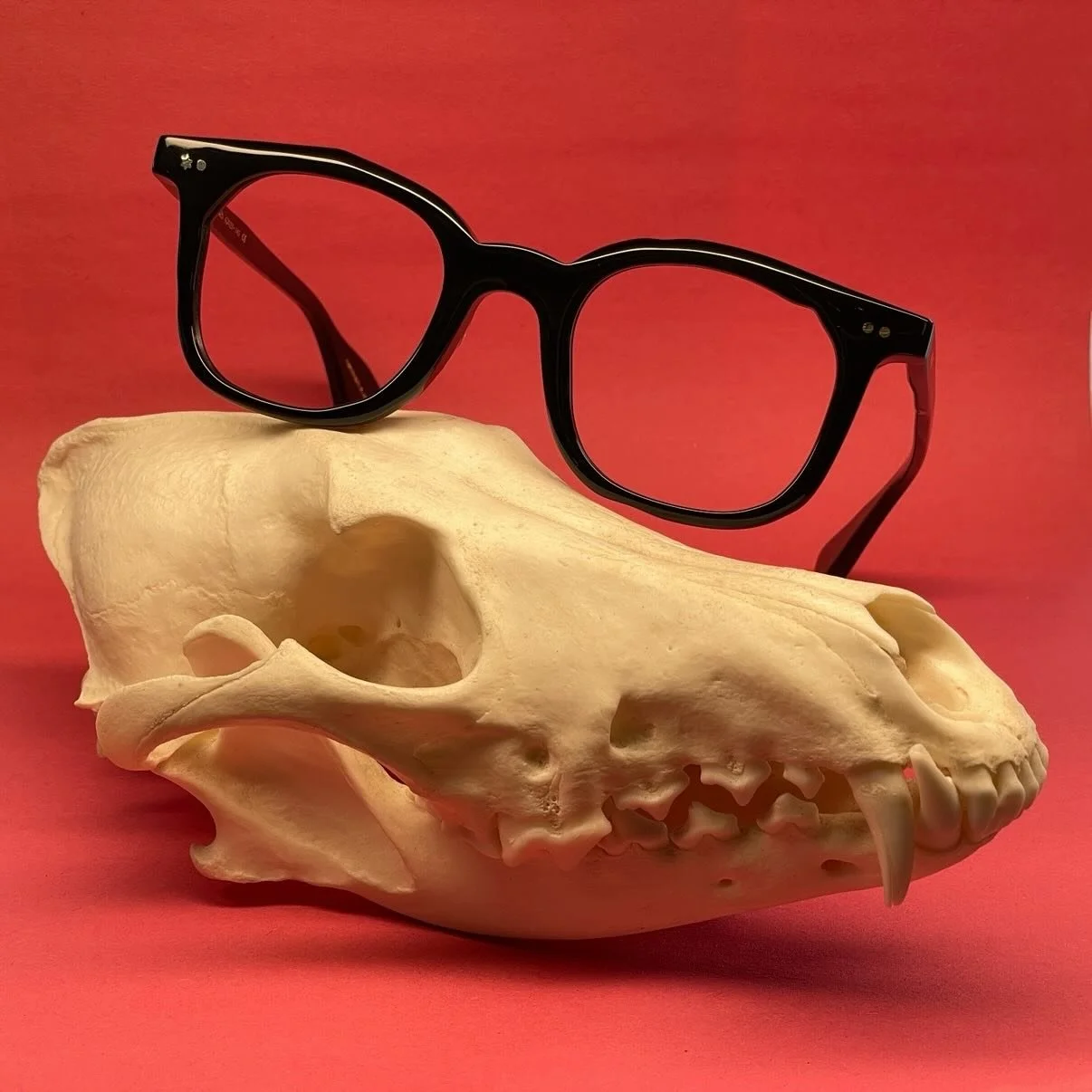 @masahiromaruyama MM-0025 is back in stock!  Like all of his designs, it&rsquo;s asymmetrical: the right and left lenses are slightly different shapes. I got a few other things from him too, they&rsquo;re on my website💀