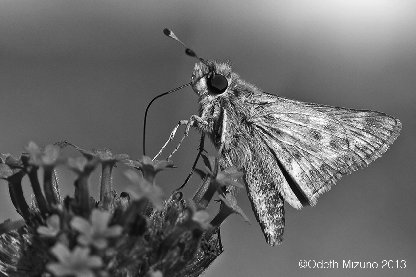 odeth_moth.jpg