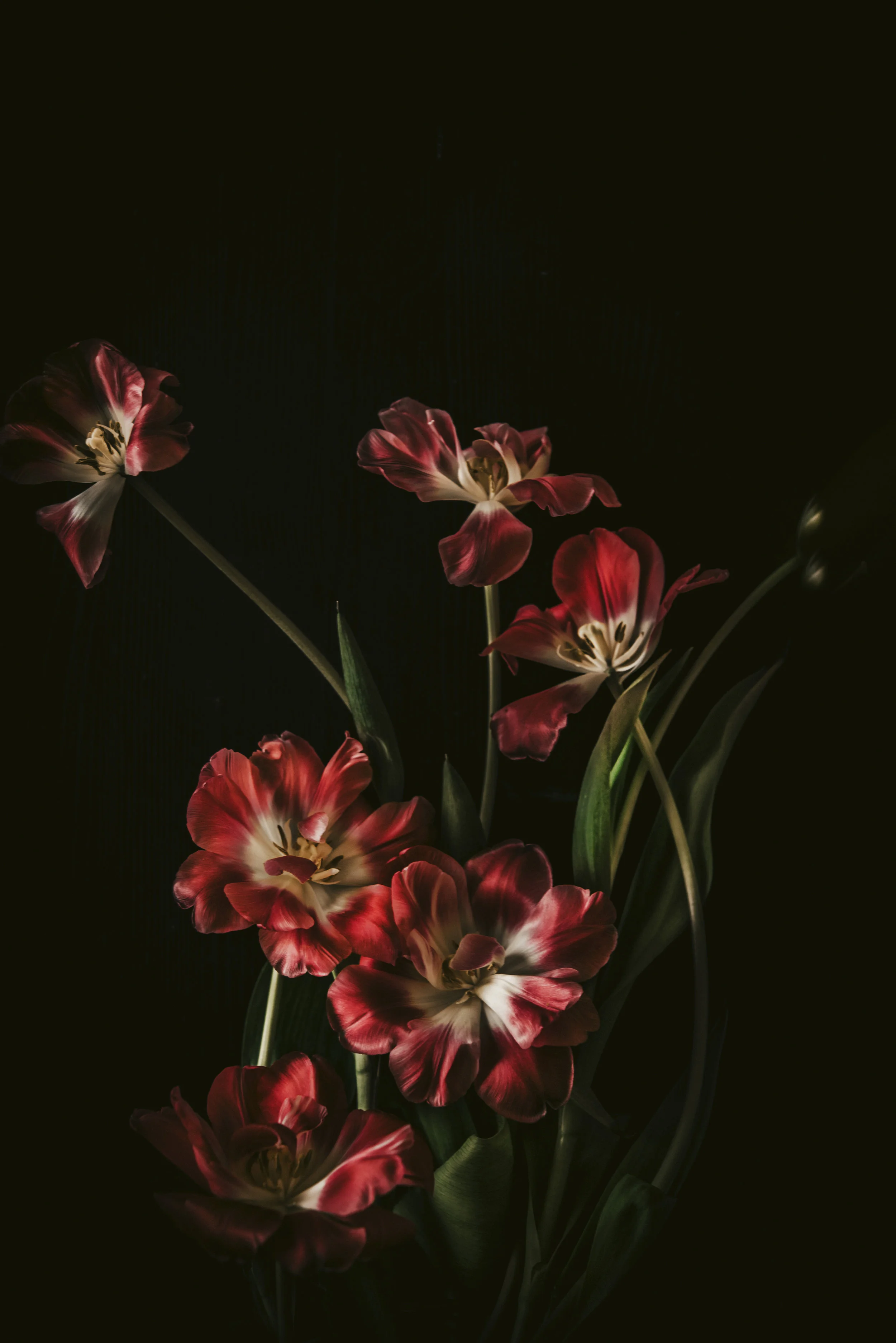 StillLifeWithRedTulips.jpg
