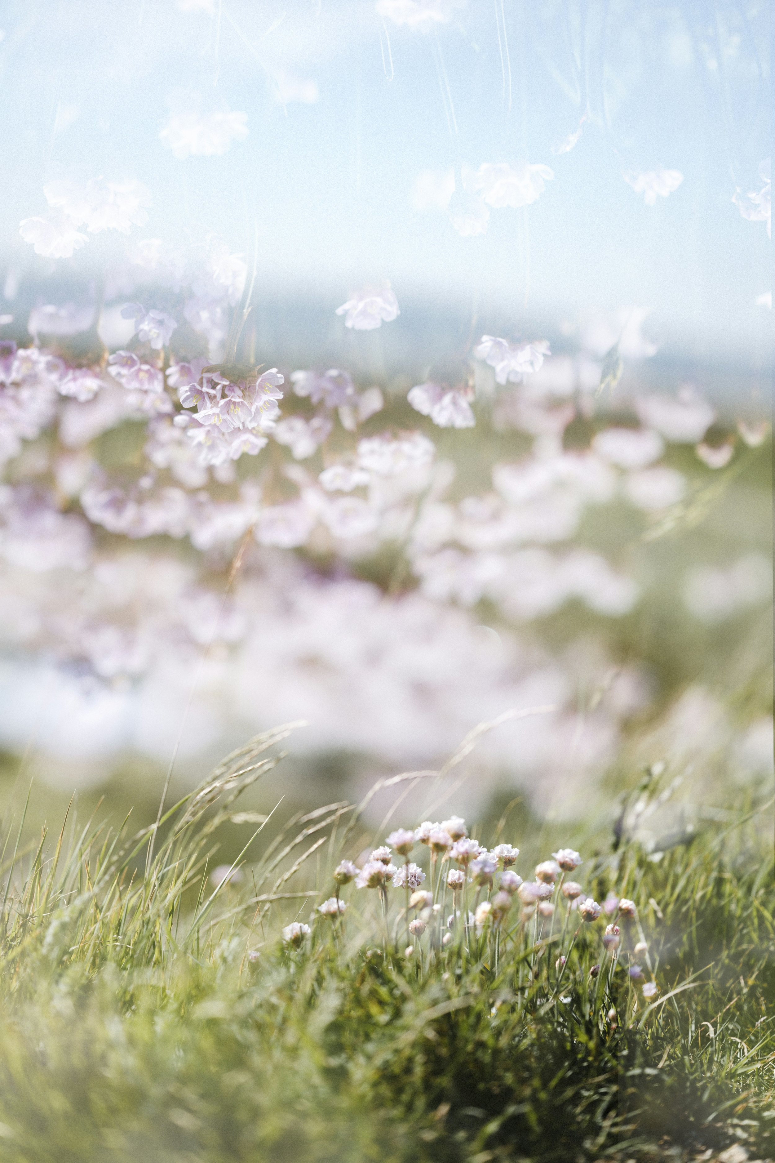Wild flowers - best psychic medium sydney
